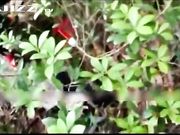 野战混战精彩对白