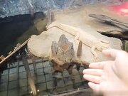 下流母狗羞恥露出