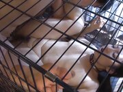 激烈地口交 她的口交技巧太厉害了3