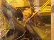 微信约到请吃一顿饭就可以去开房的女网友 干净的馒头逼随便夹两下鸡巴就缴械