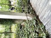 带着师妹景区玩露逼自插到喷水