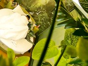 自然房打扮挺潮有点拽的大奶美眉与饥渴小胖开房约炮开始有点矜持等干上了比谁都浪女上位坐个不停操完穿衣就走