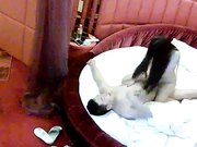 七分裤哥和模特身材女友激情对白清晰呻吟给力