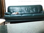 大肚腩色校长把大学生情人带到家里打炮鸳鸯