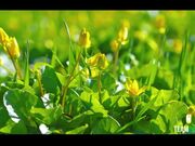 白嫩小表妹被大表哥提前性教育了